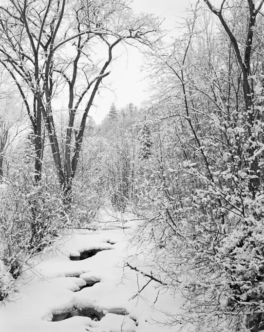 USA, Vermont, winter forest