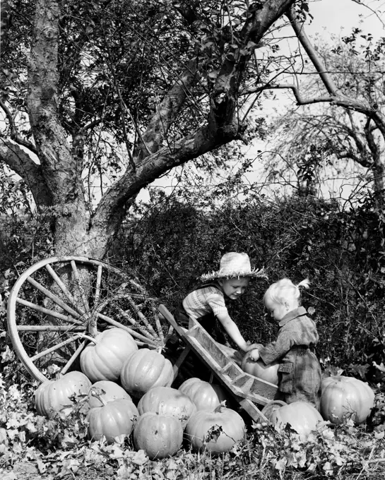 Boy and girl loading pumpkins onto cart