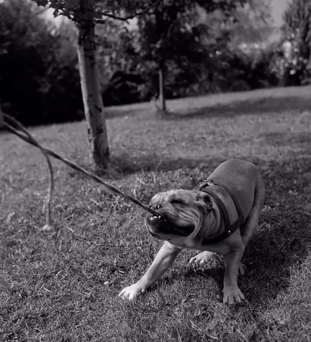 Dog pulling leash