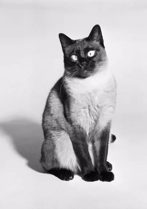 Siamese cat, studio shot