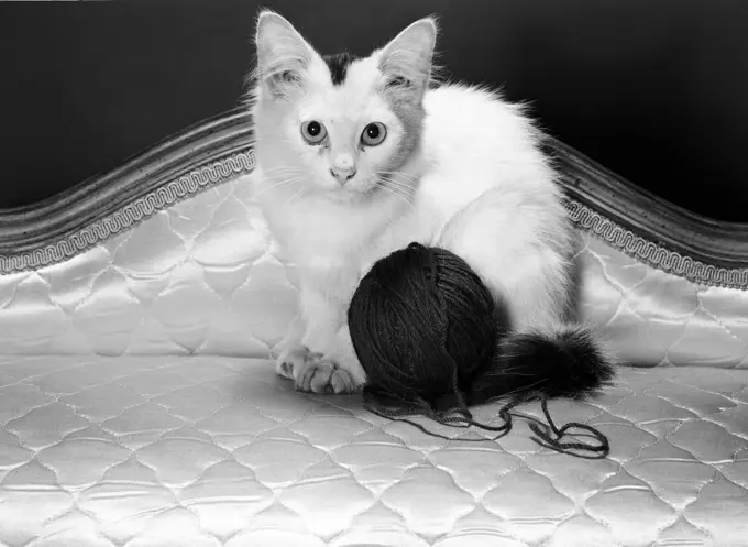 Kitten and ball of wool