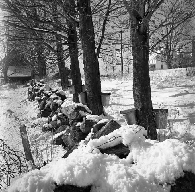 Winter landscape