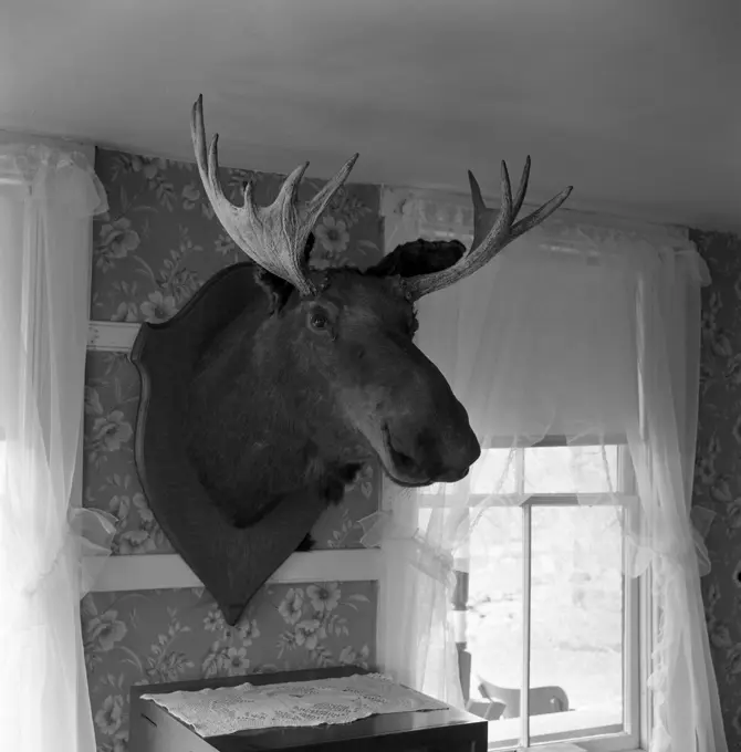 Stuffed head of moose