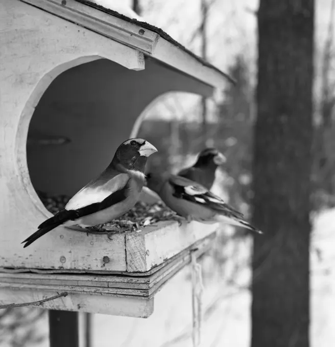 Birds in birdhouse