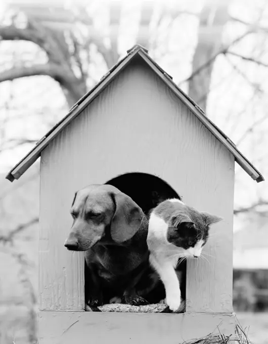 Cat and dog in doghouse