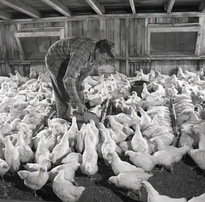 Man feeding chickens