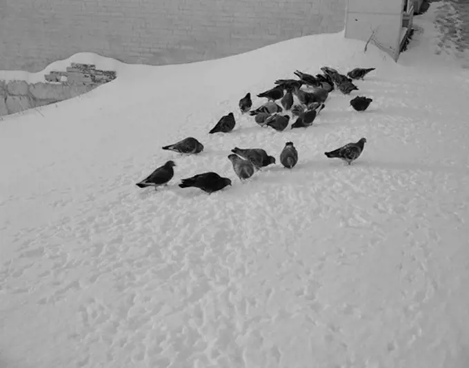 Pigeons in snow