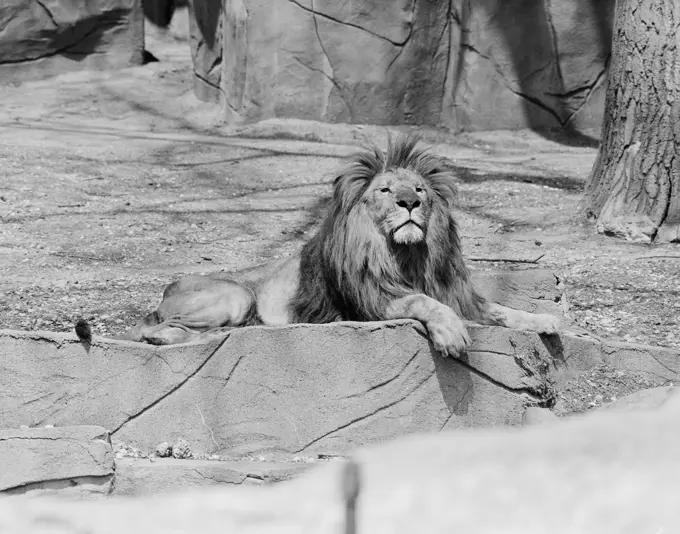 Lion lying on rock in zoo