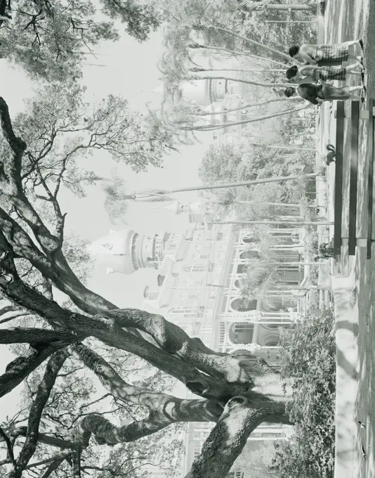 USA, Florida, Tampa, DeSoto Oak on campus at University of Tampa