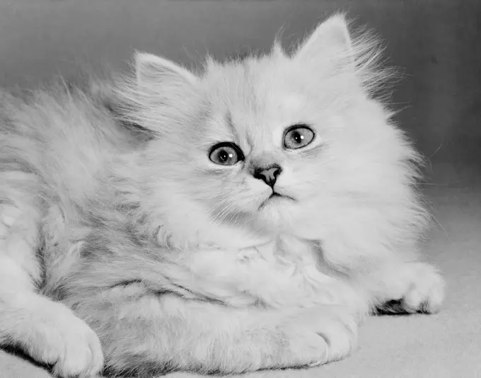 White Persian cat