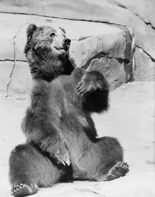 Kodiak Bear in zoo