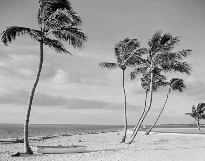 USA, Florida, Miami, Lifeboat and palm trees on Crandon Beach