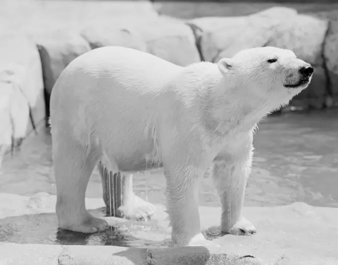 Polar Bear