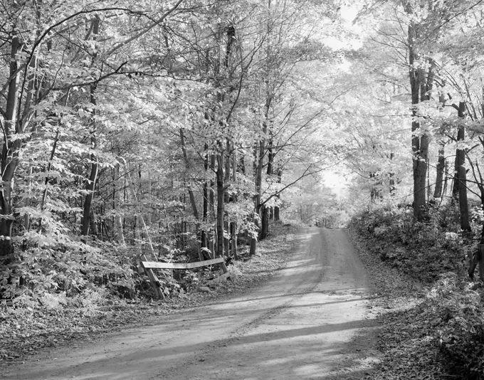 Dirt track in forest