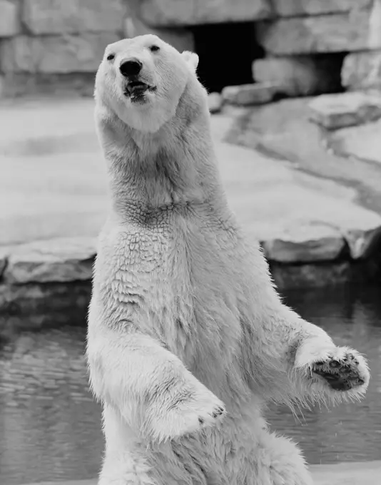 Polar Bear