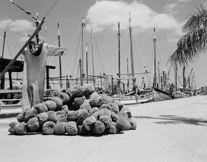 Sponges piled on pier with part of sponge fleet in background