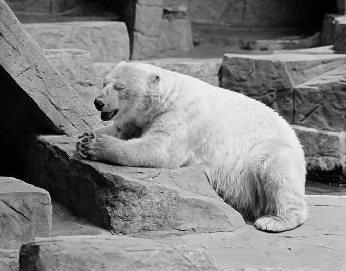 Polar Bear