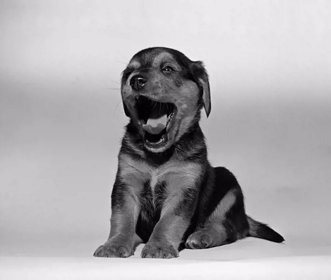 Yawning puppy portrait