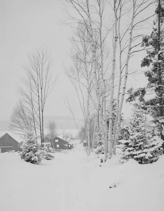 USA, New Hampshire, Lancaster, Winter landscape with birch tree