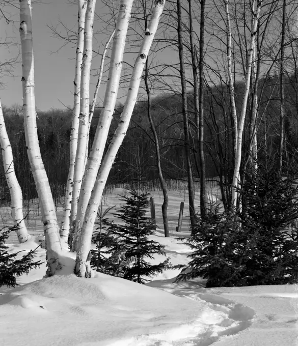 USA, New Hampshire, Lancaster, Winter landscape with birch tree