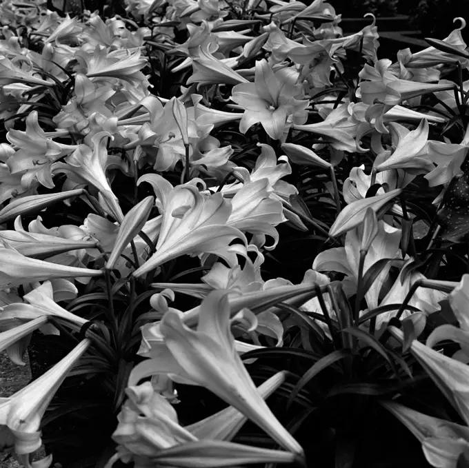 Full frame shot of lilies