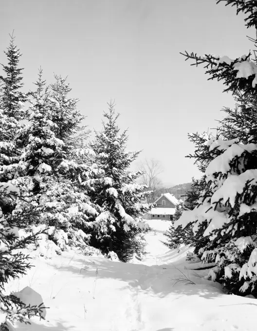 USA, New Hampshire, Grange, trail through snowy spruces, barn in background