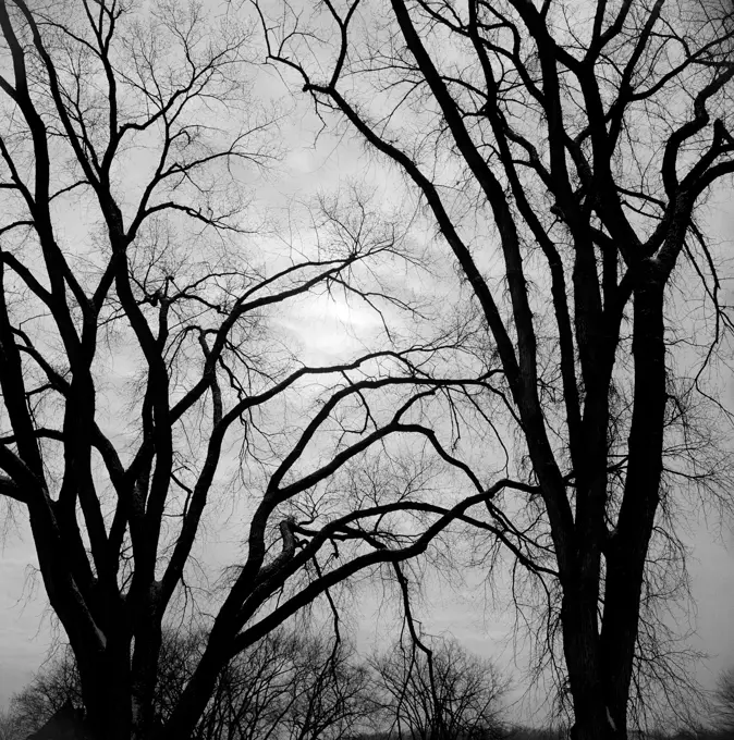 Bare trees in winter