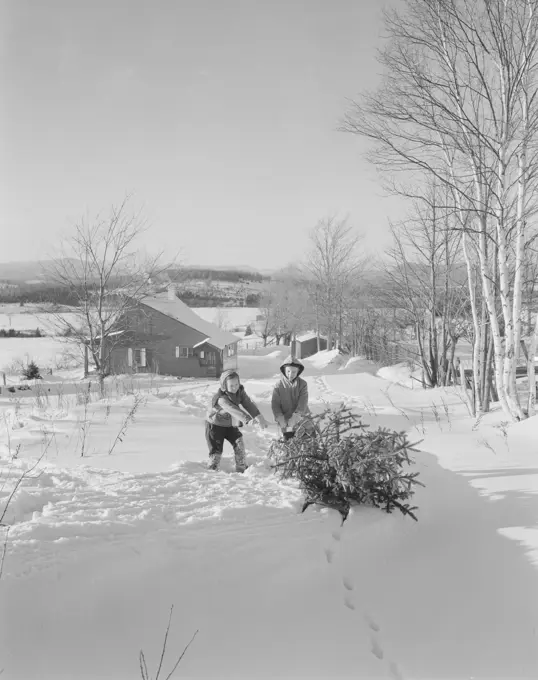 Children dragging Christmas Tree toward home