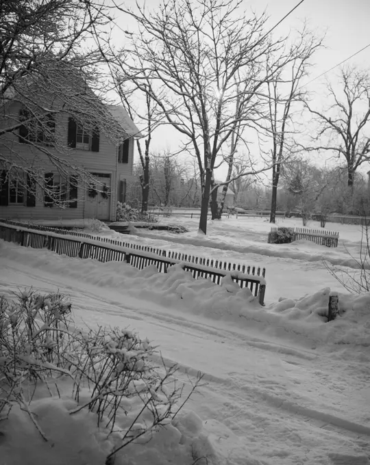 Backyard in winter