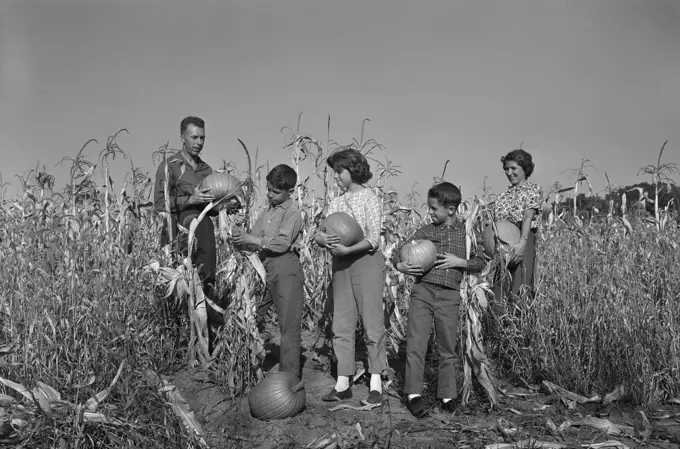 Family with two boys and girl harvesting pumpkins