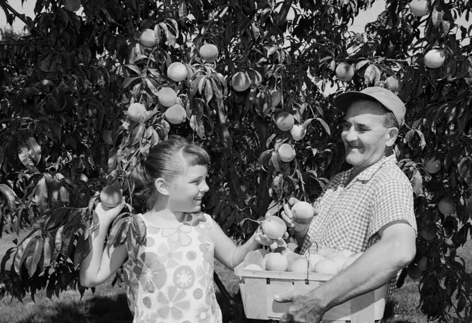 Girl helping grandfather pick up peaches from tree