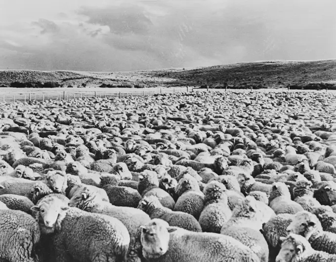 Patagonia, Herd of 12,000 sheep corralled for night