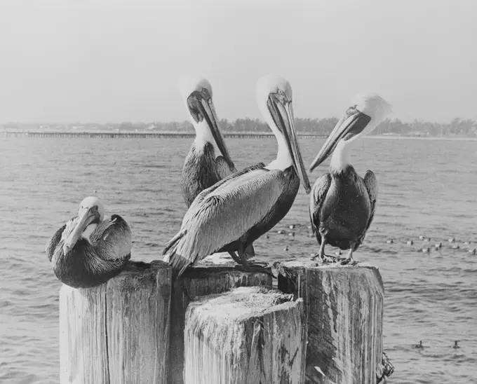 USA, Florida, Pelicans standing on dock post