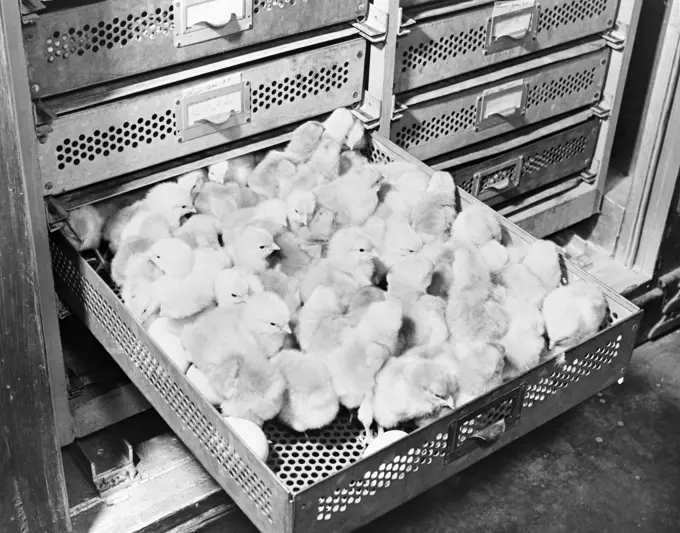 USA, Maryland, Pokomake City, Chicks in hatchery