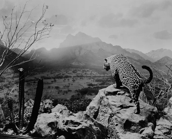 USA, New York State, New York City, American Museum of Natural History, North American Mammal Hall, Jaguar group in Northern Sonora, Mexico