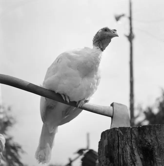 Close up of turkey perching on axe