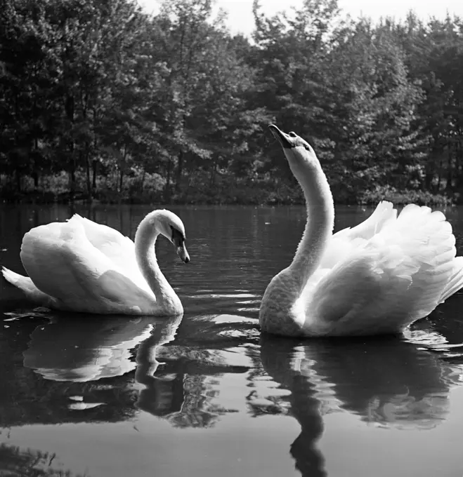 Close up of swans on lake