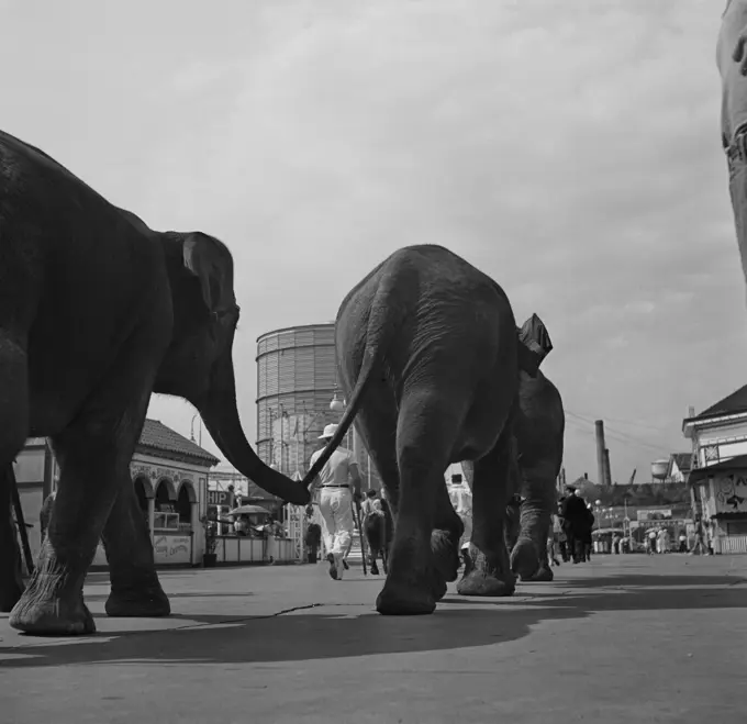 Elephants walking in row