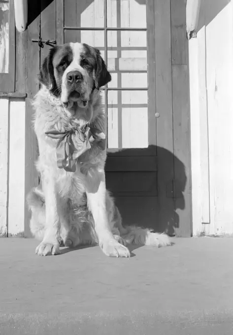 Close up of Saint Bernard