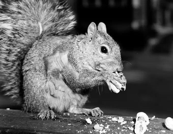 Close up of squirrel