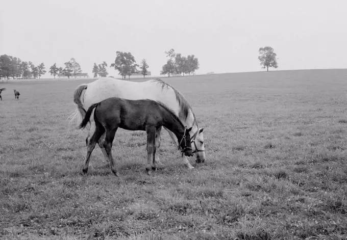 USA, Kentucky, horses grazing in field