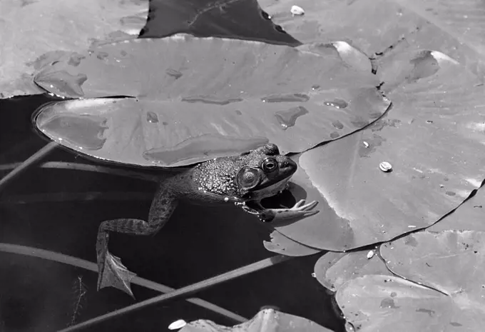 Bullfrog on Lily pads