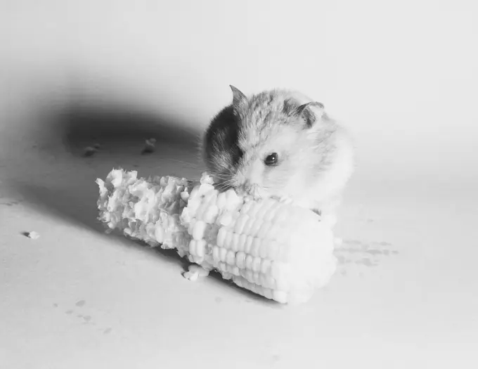 Syrian hamster eating corn on the cob