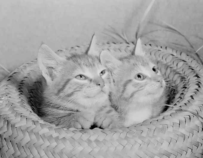 Two cats in basket