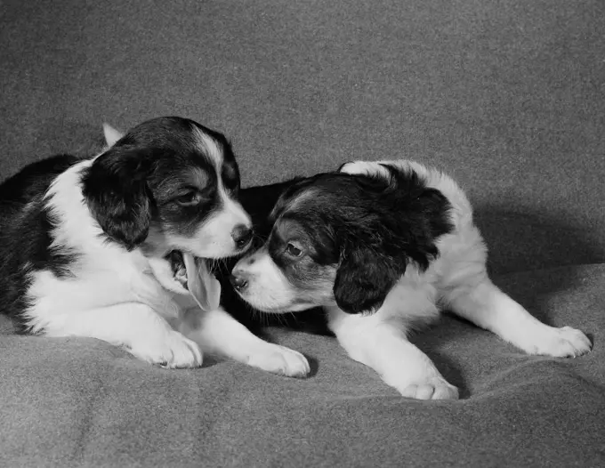 Two Collie puppies