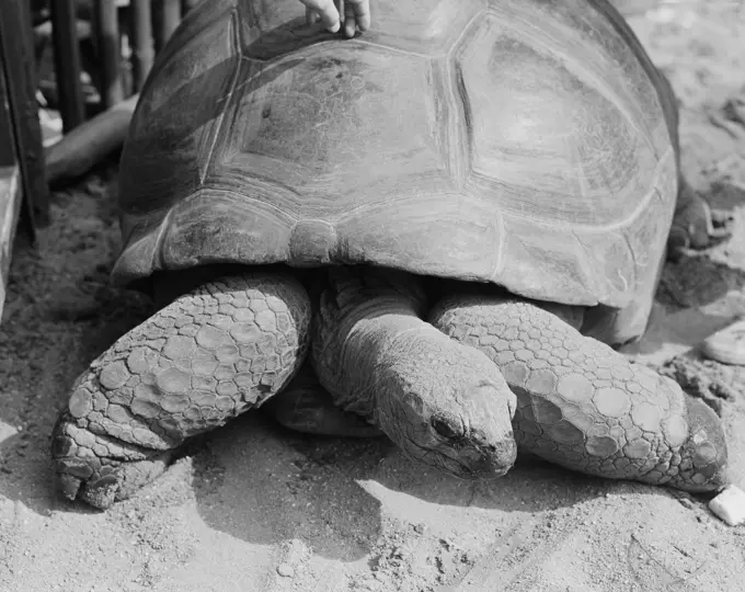 Galapagos giant tortoise (Geochelone nigra) outdoors