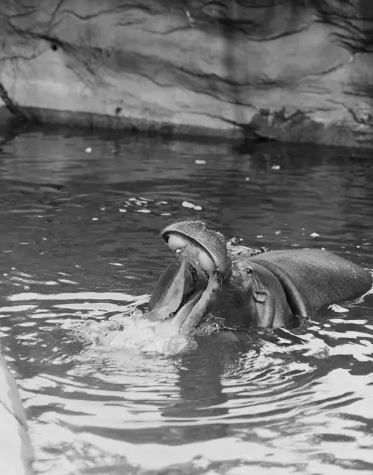 Hippopotamus (Hippopotamus amphibius) in water