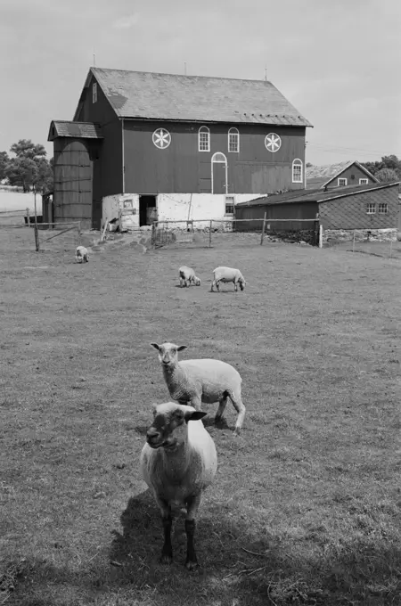 USA, Pennsylvania, Sheep in field near farmhouse