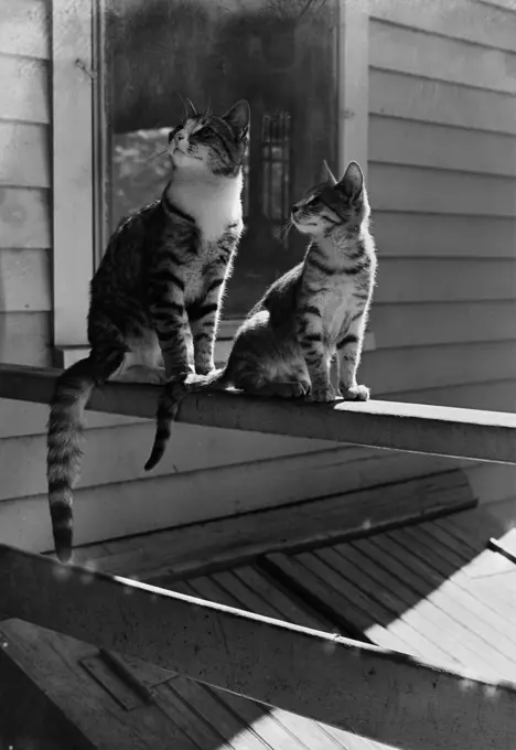 Two cats sitting on porch