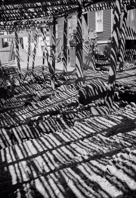 Canada, Newfoundland, St. John's, fish drying in shed